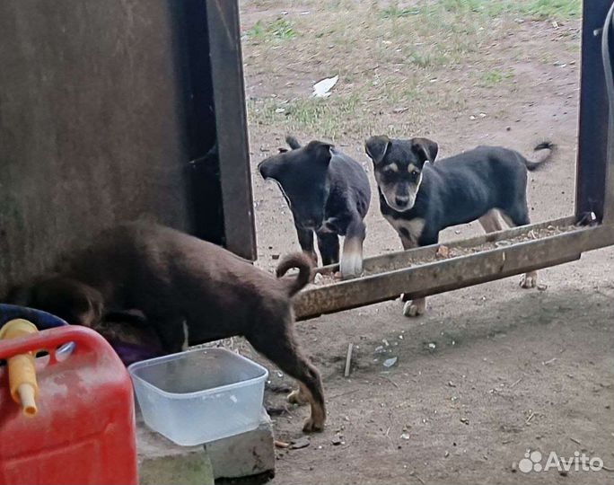 Собака в добрые руки отдам бесплатно