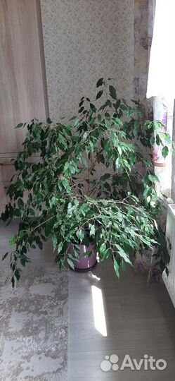 Фикус Экзотика