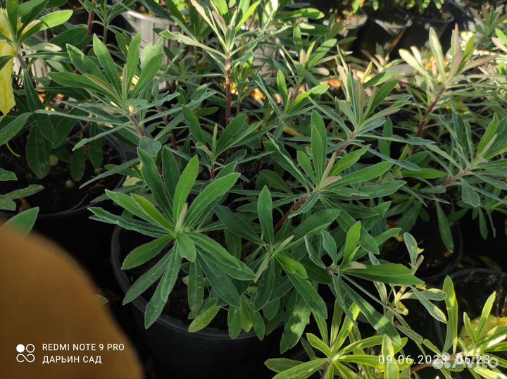 Молочай миндалевидный