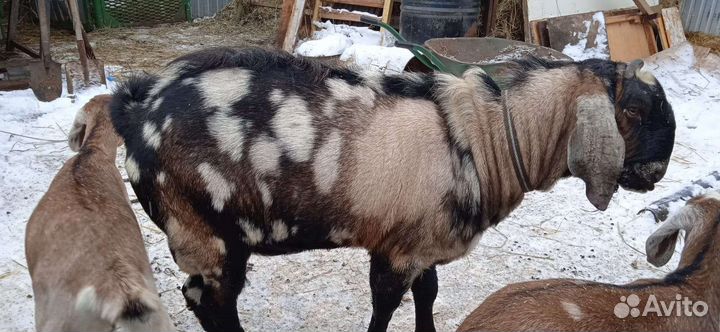 Дойные козы