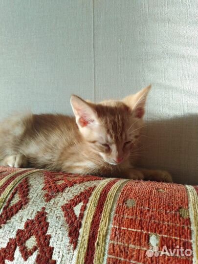 Котята в добрые руки бесплатно