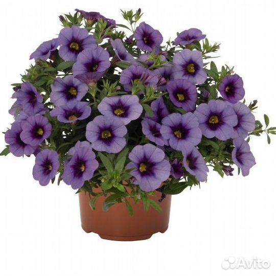 Калибрахоа