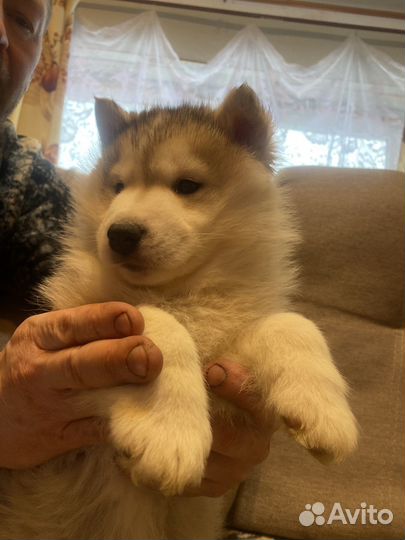 Щенки сибирской хаски мальчик