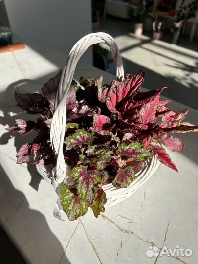 Аукуба, хлорофитум, сингониум комнатные цветы