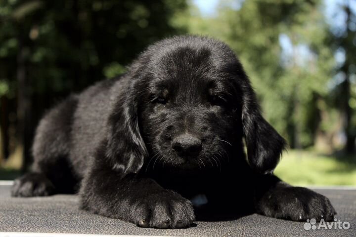 Черные флэты(прямошерстный ретривер)