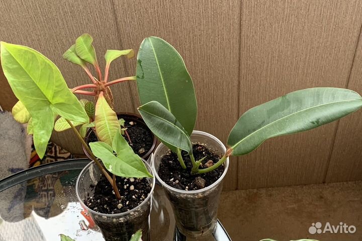 Растения пакетом