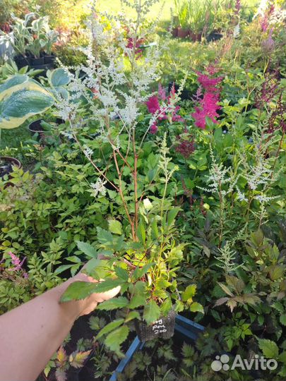 Астильба Рок энд Рол