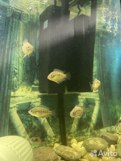 Рыба геротиляпия мультиспиноза