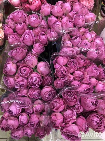 Кустовые пионовидные розы