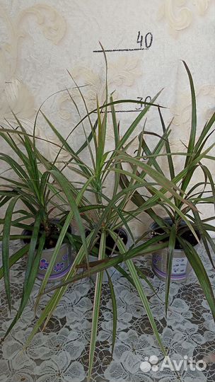 Драцены, Нефролепсис