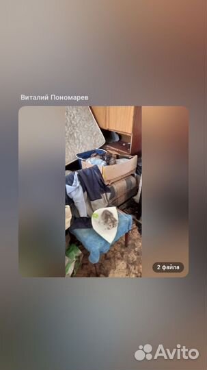 Котики отдам