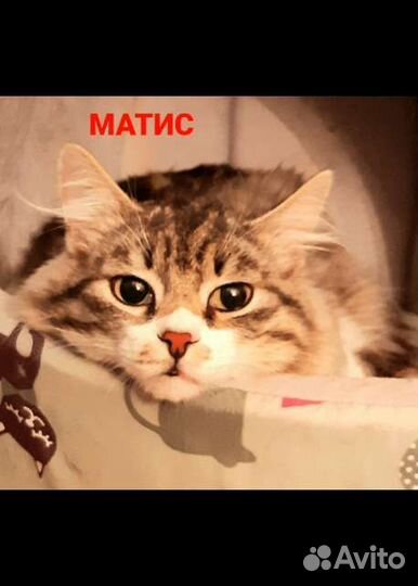 Чудесный котик матис