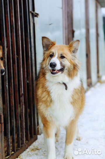 Невероятной красоты собака ищет дом