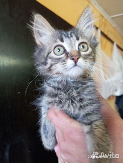 Котенок в дар