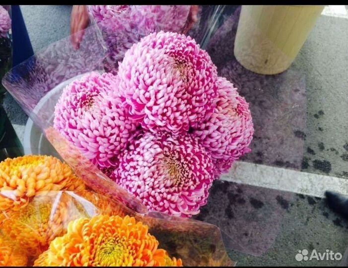 Хризантема