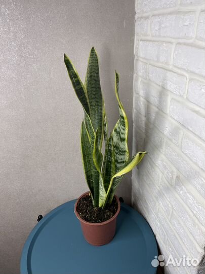 Сансевиерия комнатеые цветы