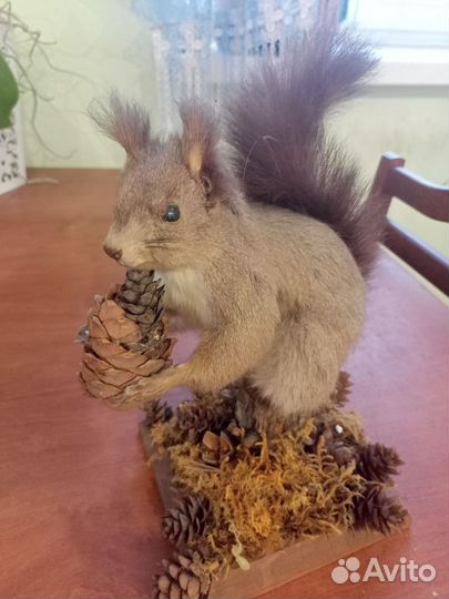 Чучело белки