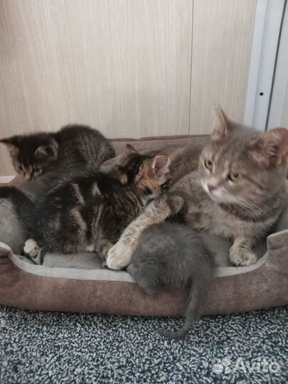 Котята в добрые руки