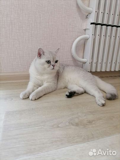 Вязка британец