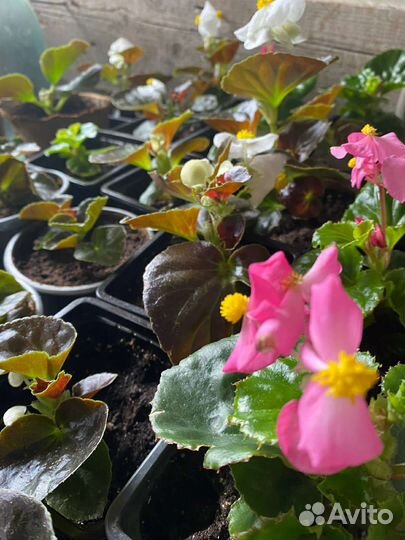 Бегония вечноцветущая