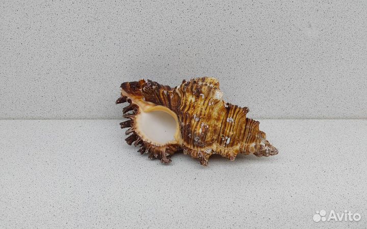 Торрефактус 13 морская ракушка раковина