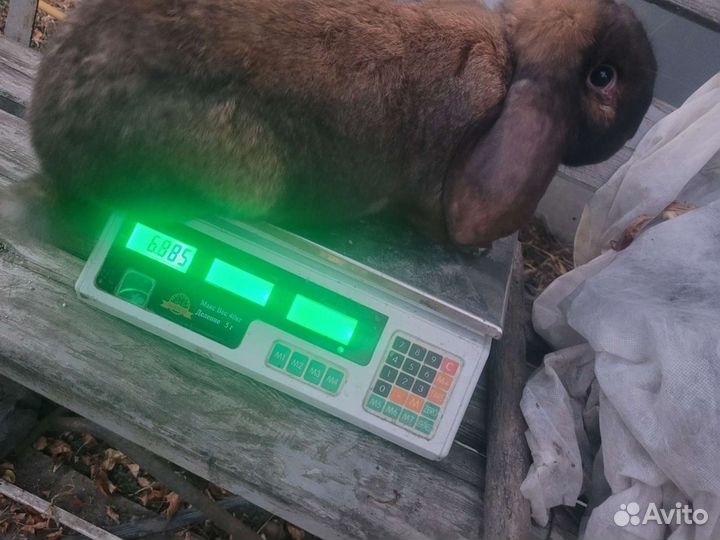 Французкий баран