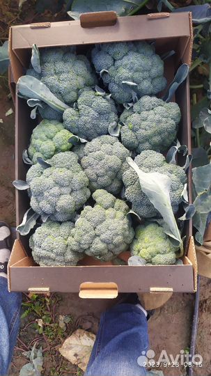 Цветная капуста и Брокколи пекинская капуста