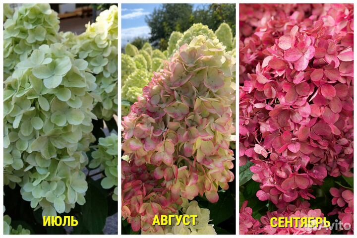 Гортензия Бонфайер (Bonfire) в P9