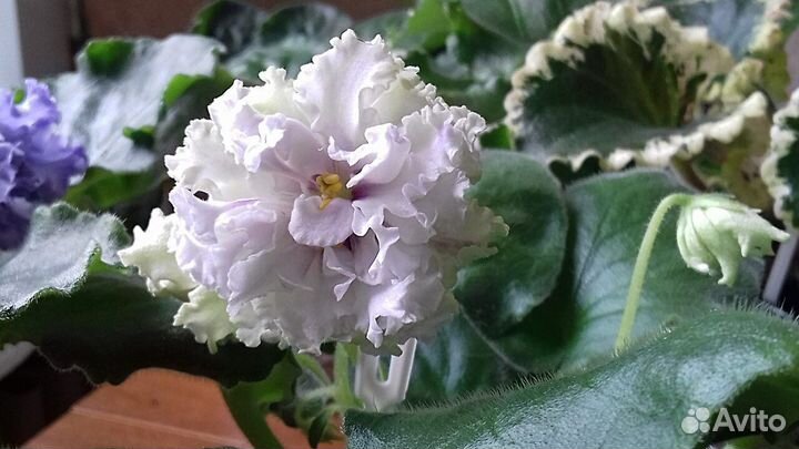 Набор сортовых деток фиалок