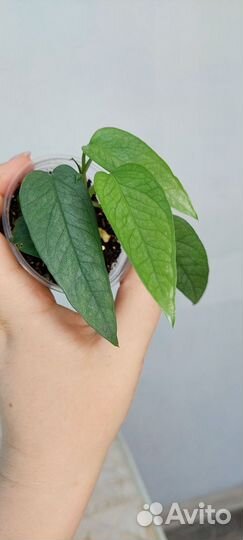 Ктенанта,Сциндапсус, эпипремнум, монстера,фил