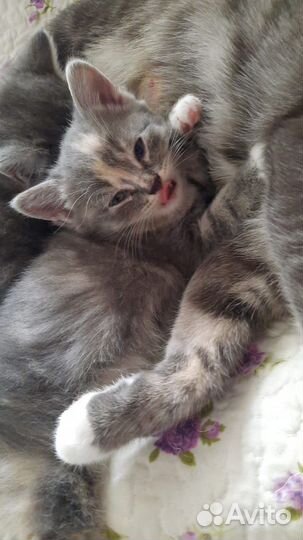 Кошка в дар бесплатно