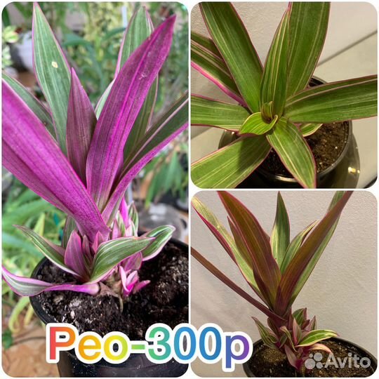 Олеандр,гибискус,саландра,хавортия,пассифлора