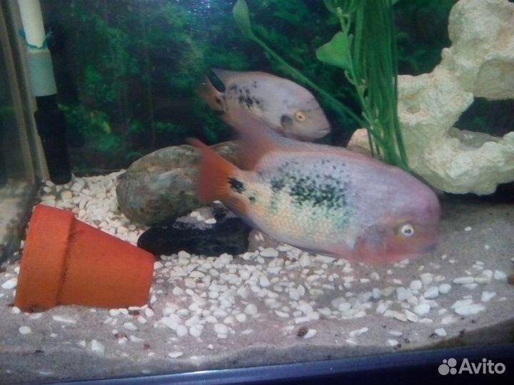 Боция мраморная