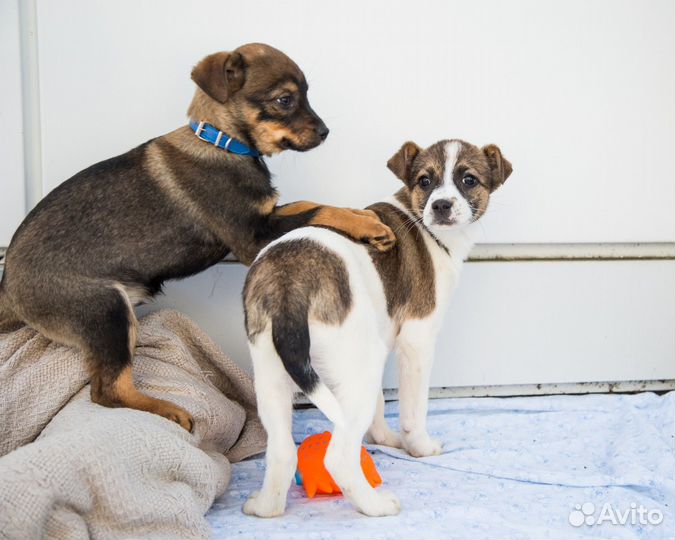 Щенок выброшенный в коробке ищет дом