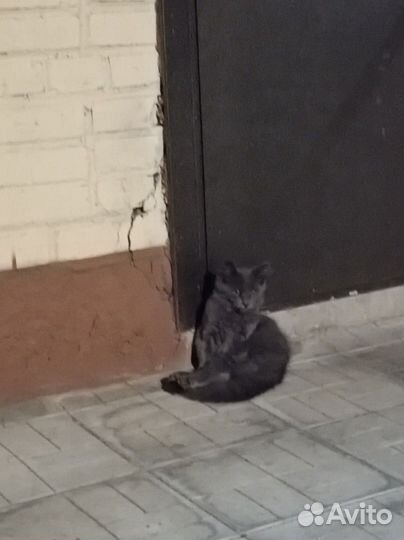 В добрые руки