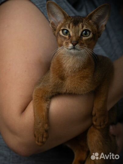 Абиссинская красотка 5 месяцев WCF