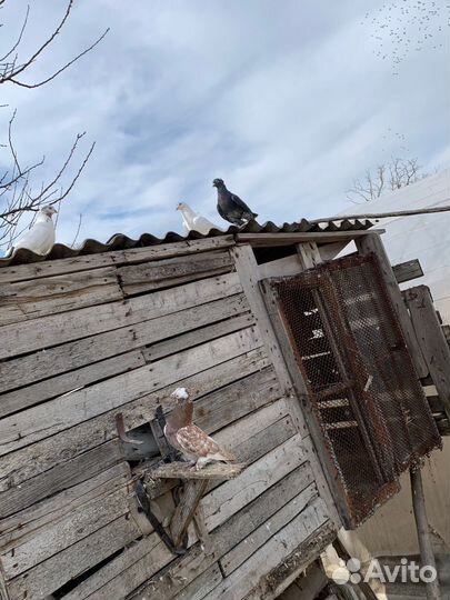 Домашние Голуби
