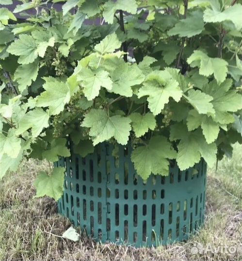 Кустодержатель