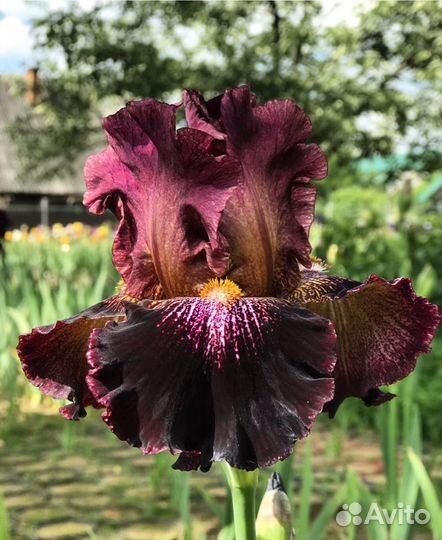 Ирисы бородатые