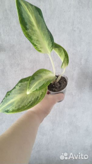 Пеперомия Рейндроп вариегатная и Аглаонема Уши