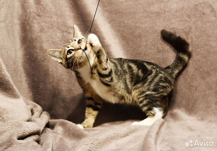 Малыш Саймон ищет дом