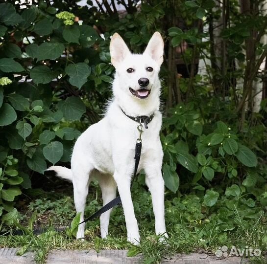 Собака в добрые руки бесплатно