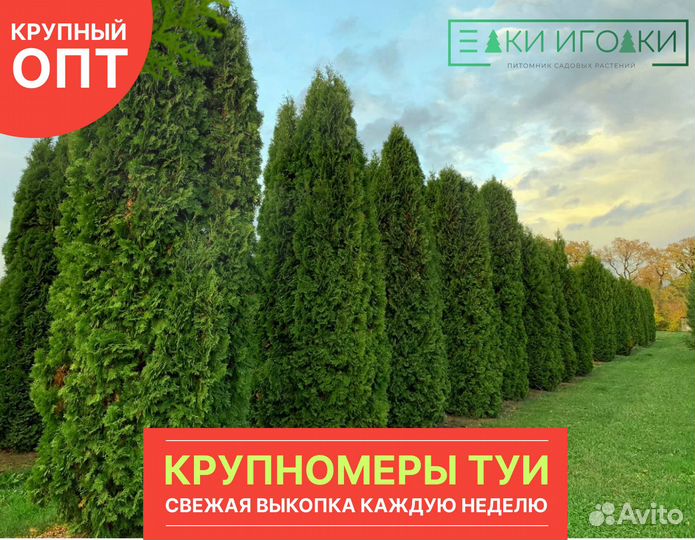 Туя Смарагд,Брабант