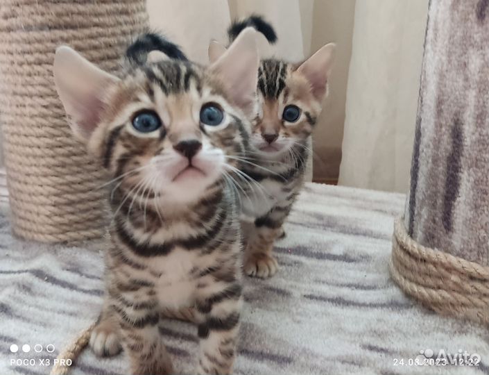 Бенгальские котята