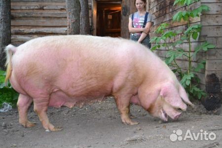 Поросята Ландрас