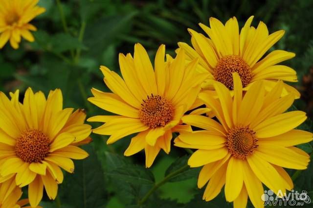 Цветы садовые многолетние