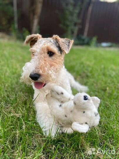 Вязка фокстерьер