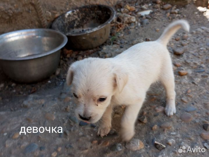 Щенки маленькой дворняжки