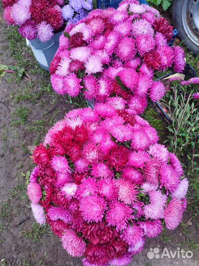 Цветы Астры