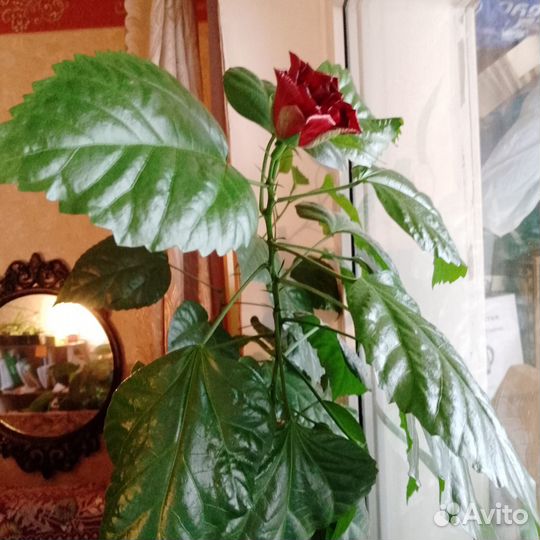 Комнатные цветы